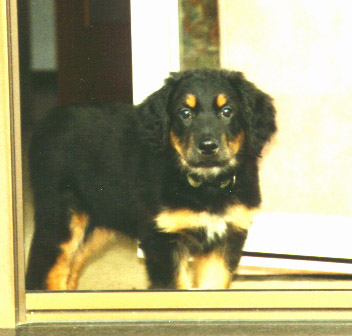 Cando 8 weeks old